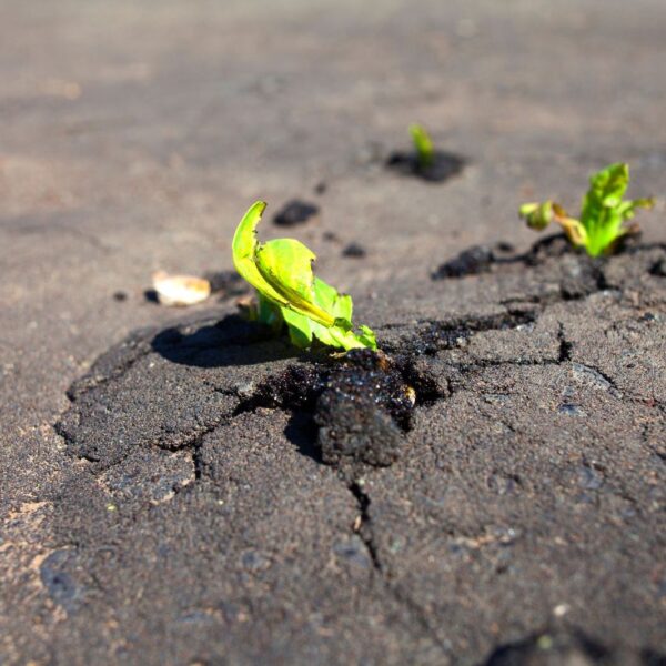 Site Services | Green plants sprouting through cracks in a sunlit asphalt surface.